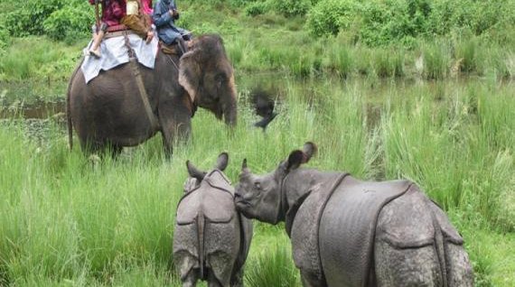 Jungle Safari