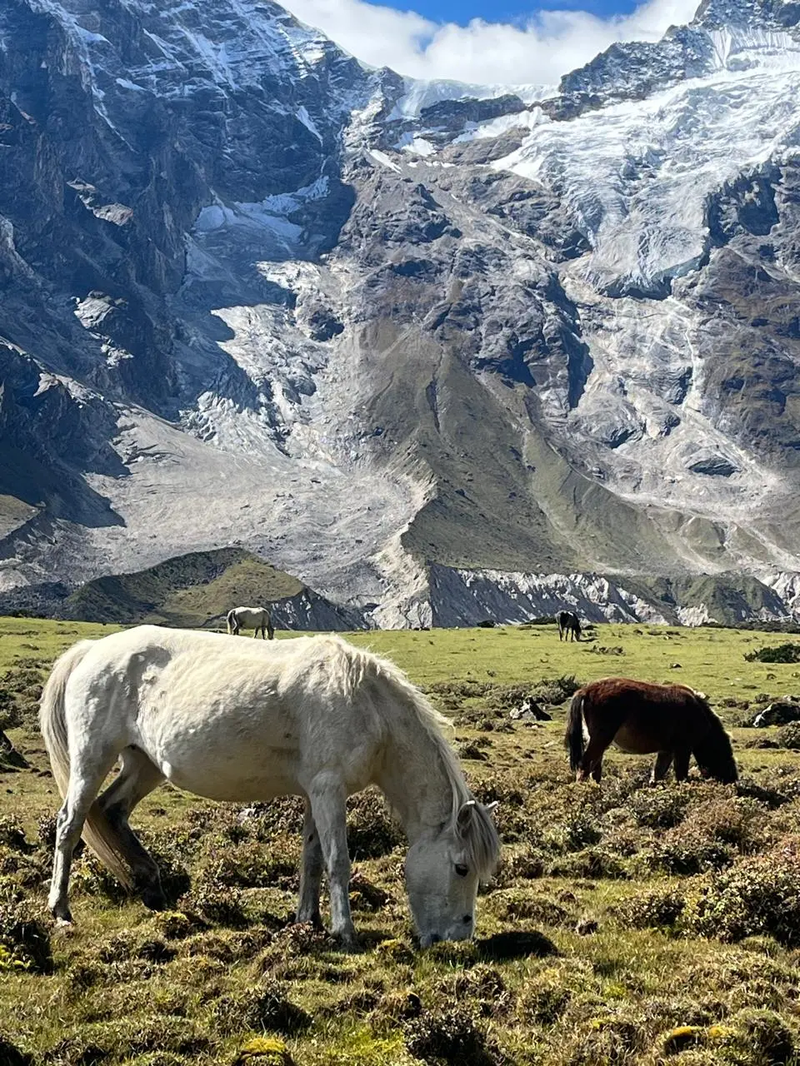 beautiful-scene-of-horse-grazing-in-manaslu-valley