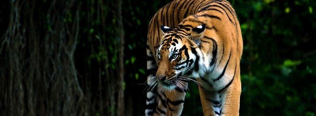 Bardia-Wildlife-Tour