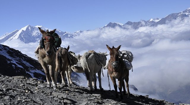 donkey-carrying-goods-Everest-base-camp