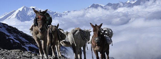 donkey-carrying-goods-Everest-base-camp