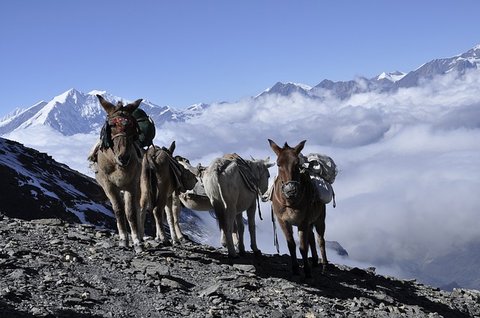 donkey-carrying-goods-Everest-base-camp