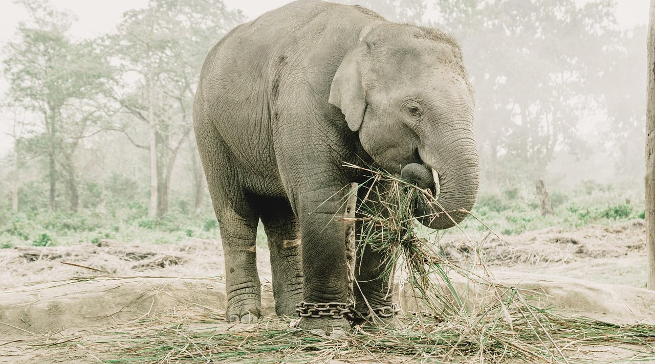 an-elephant-eating-grass-in-chitwan