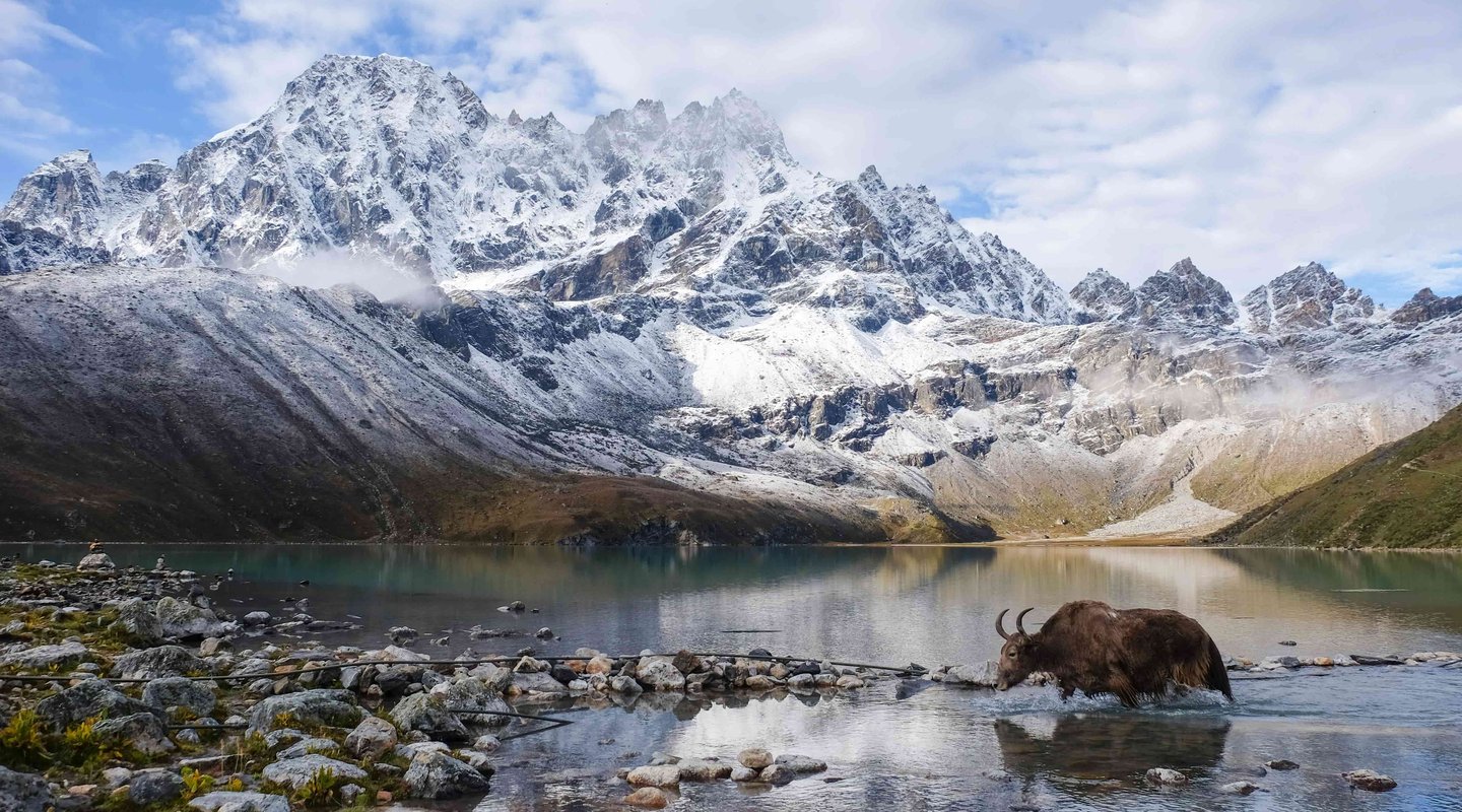 Yak crossing Gokyo Lake with snow-capped Himalayas in the background, Khumjung Nepal trekking destination