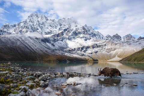 Yak crossing Gokyo Lake with snow-capped Himalayas in the background, Khumjung Nepal trekking destination