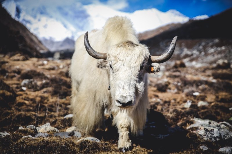"Yaks grazing in alpine meadows of Langtang Valley, Nepal Himalayas"
