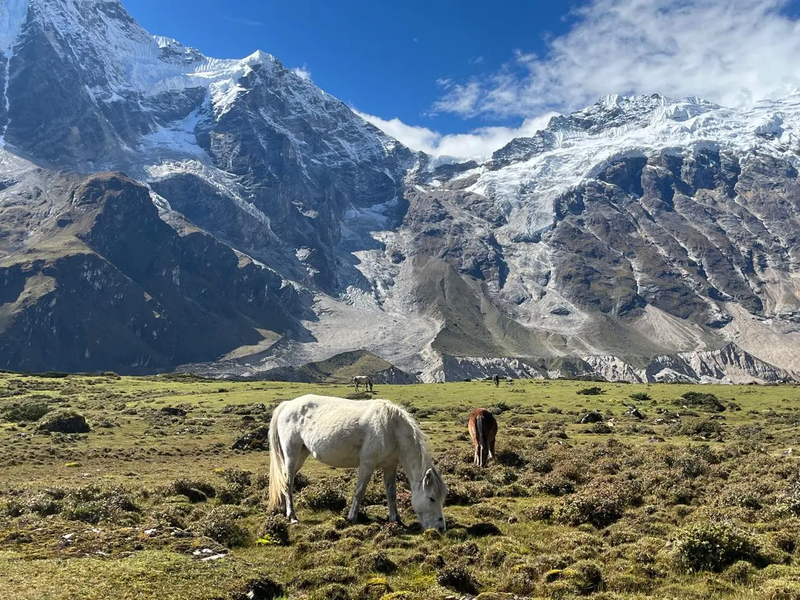 Horses grazing in a wide alpine meadow with towering snow-covered peaks and rugged cliffs in the Manaslu region of Nepal under a clear blue sky.