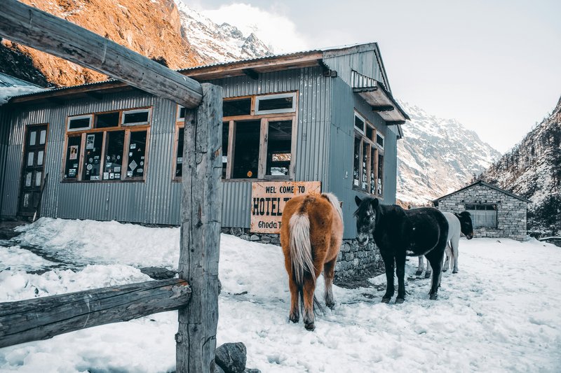 "Friendly-horse-welcoming-trekkers-at-a-Langtang-Valley-village."