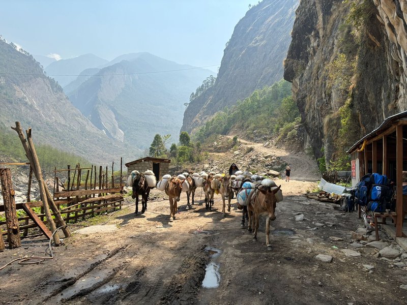 horses-carrying-goods-in-manaslu-region