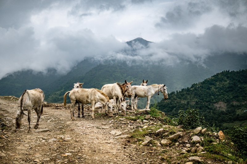 horses-resting-along-the-way-to-annapurna-circuit