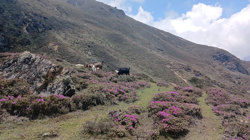 makalu-at-spring