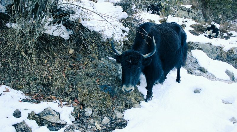mountain yak grazing in langtang valley trek nepal