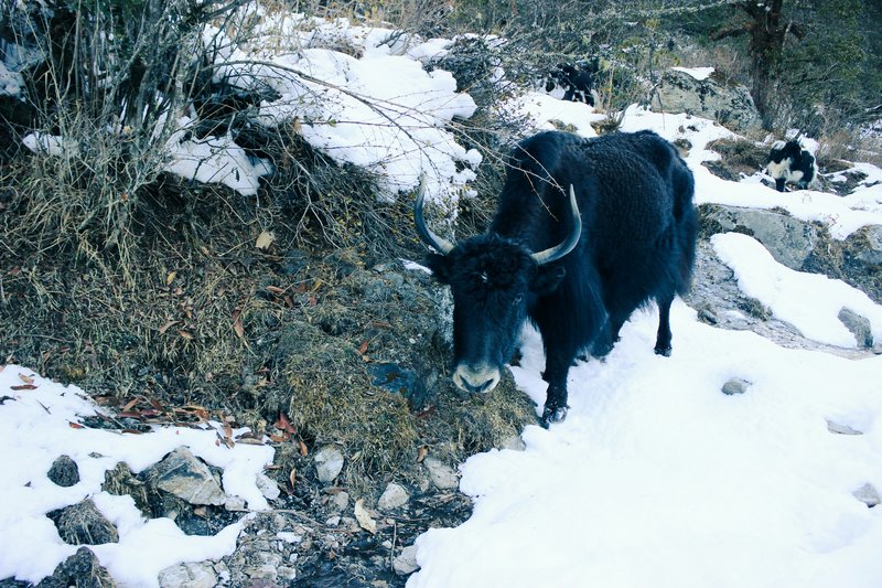 mountain-yak-in-langtang-valley