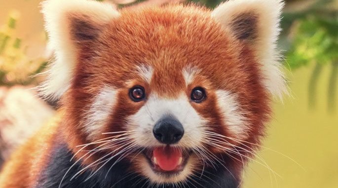 Red Panda in Langtang Valley