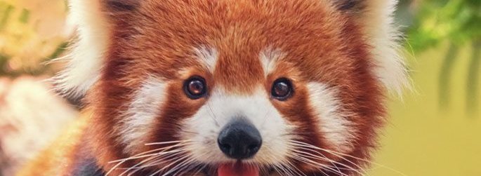 Red Panda in Langtang Valley