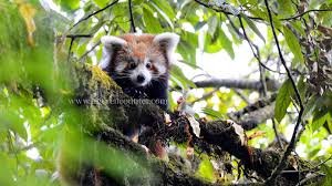 redpanda