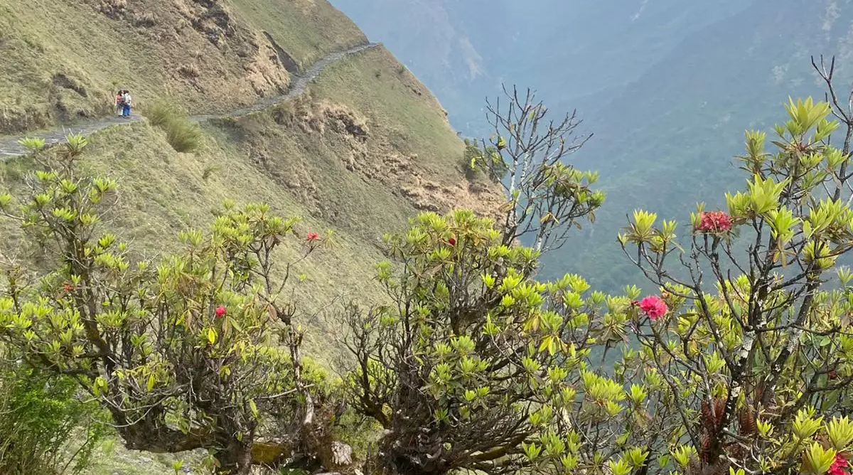 rhododendron-api-base-camp