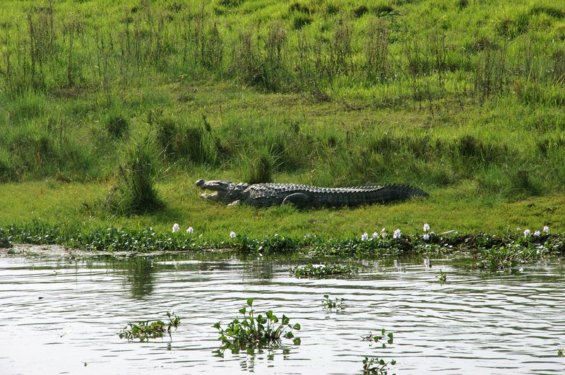 sunbathing-crocodile-in-chitwan-national-park