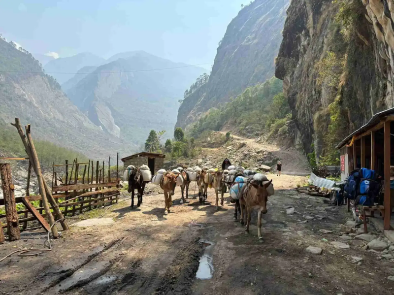 supply-mules-trail-manaslu-circuit-trek