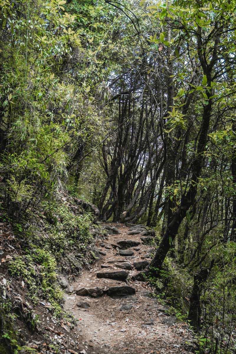 walking-through-thick-forest-on-annapurna-circuit