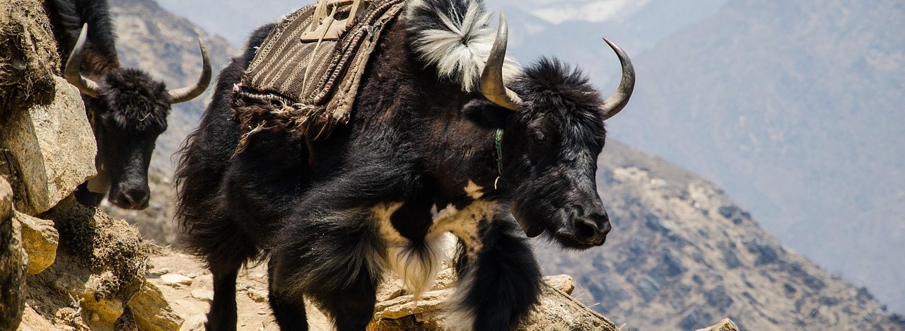 explore-the-most-beautiful-short-treks-in-nepal