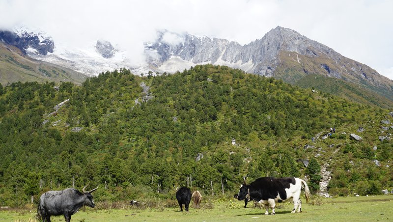 yaks-grazing-in-manaslu-circuit-trek