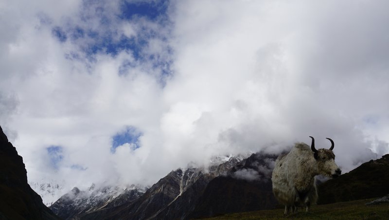 "Yak caravan transporting supplies to remote villages along Manaslu Circuit trekking route"