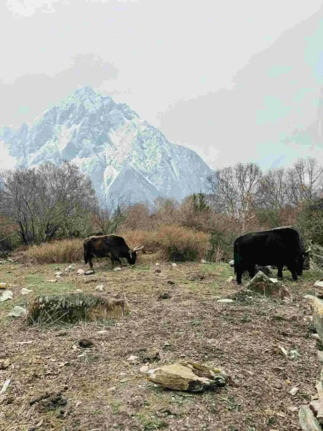 yaks-mountain-grazing-manaslu-circuit-trek