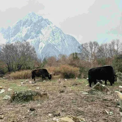 yaks-mountain-grazing-manaslu-circuit-trek
