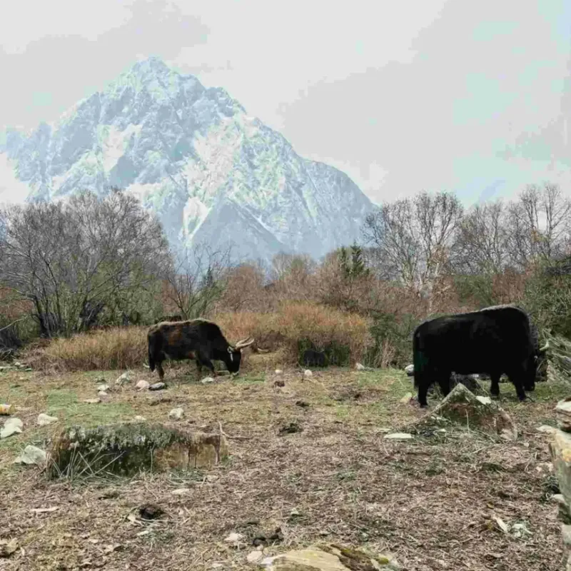 yaks-mountain-grazing-manaslu-circuit-trek