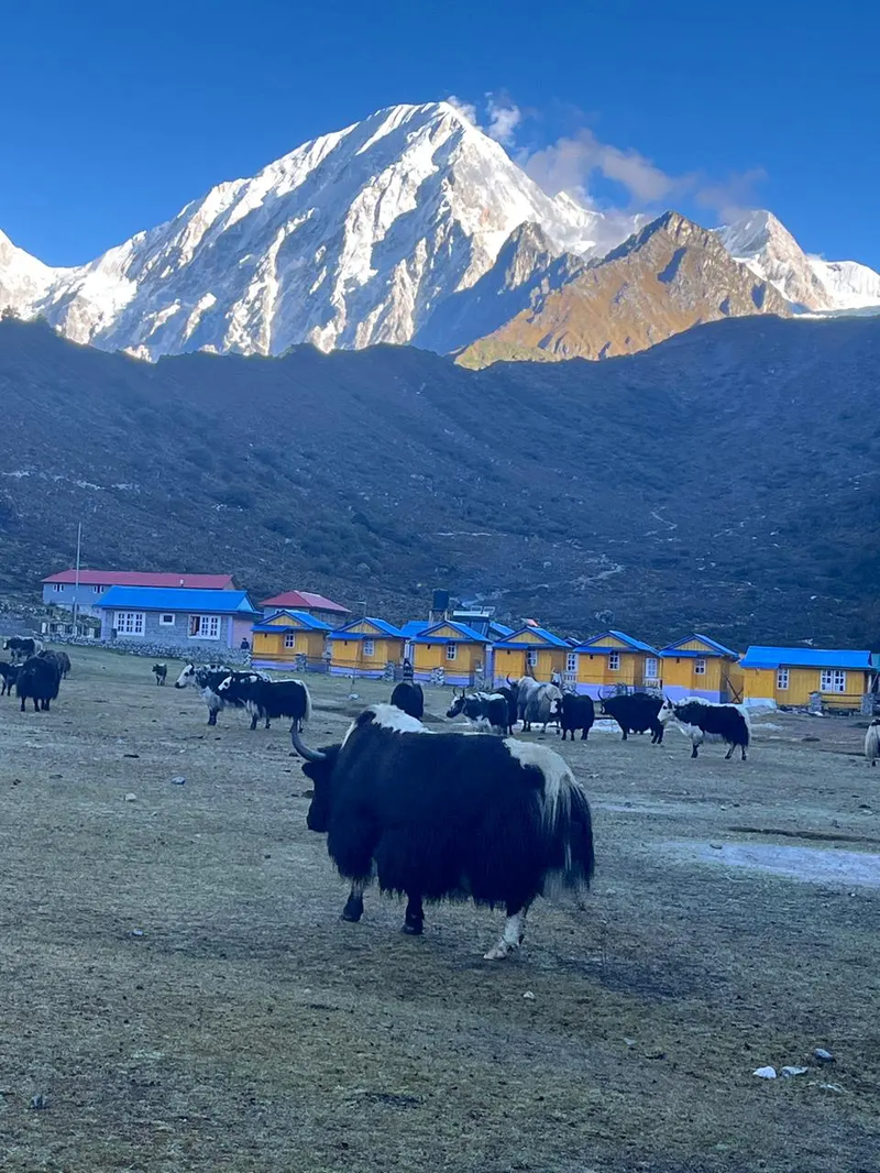 Yaks graxing along the high-altitude route of the Manaslu Tsum Valley Trek.